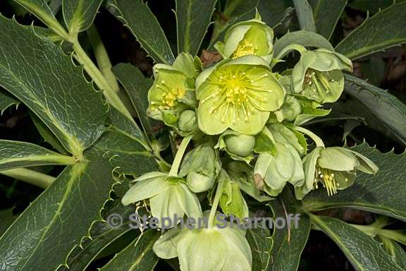 helleborus argutifolius 1 graphic